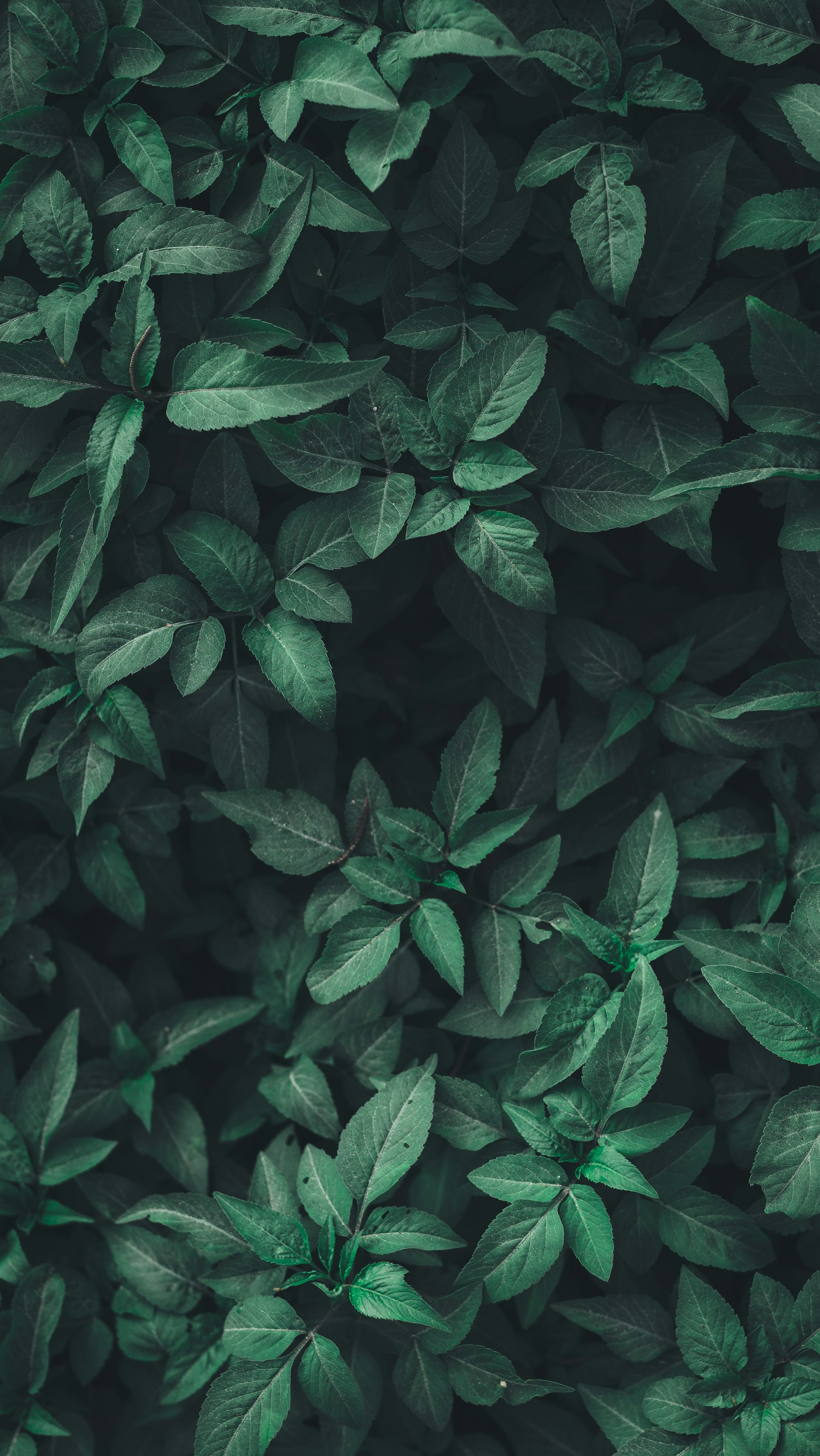 Deep green botanical leaves in soft shade, inspiration for the FORME palette
